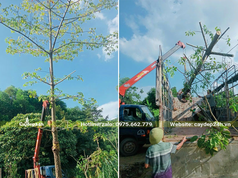 Xe cần cầu đang từ từ đưa cây gạo đỏ công trình lên thùng xe
