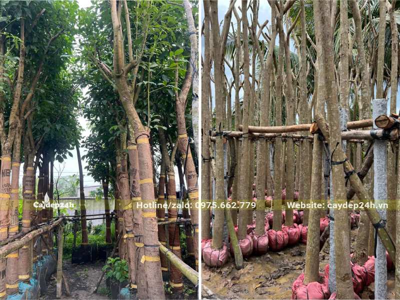 Những hàng cây Kèn Hồng dâm ủ đường kính gốc 15 - 20cm, cao 3 - 4m