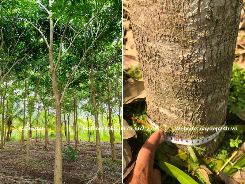 Đo kích thường đường kính và vanh của cây Kèn Hồng lâu năm