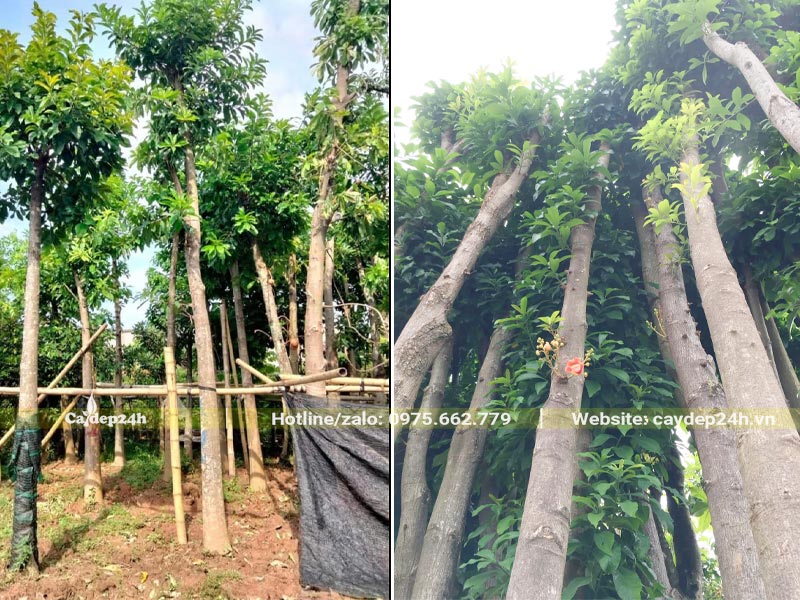 Cây hoa Sala được dâm ủ kỹ, thân thẳng táp, tán lá mới đang ra