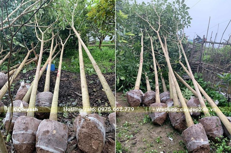 Đánh thẳng số lượng lớn cây hoa Kèn Hồng có tán đẹp, thân thẳng tắp