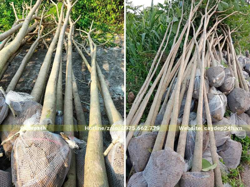 Đánh thẳng số lượng lớn cây Kèn Hồng đk gốc 10 - 15cm