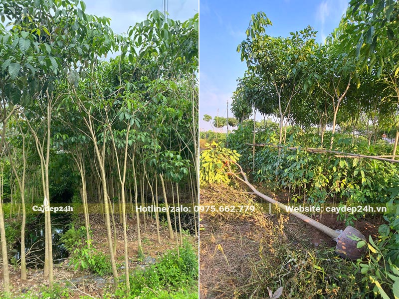 Nhà vườn trồng số lượng lớn cây Kèn Hồng, kích thước từ nhỏ đến lớn