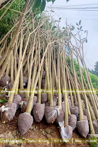 Bán số lượng lớn cây Kèn Hồng đk gốc từ 8 - 10cm