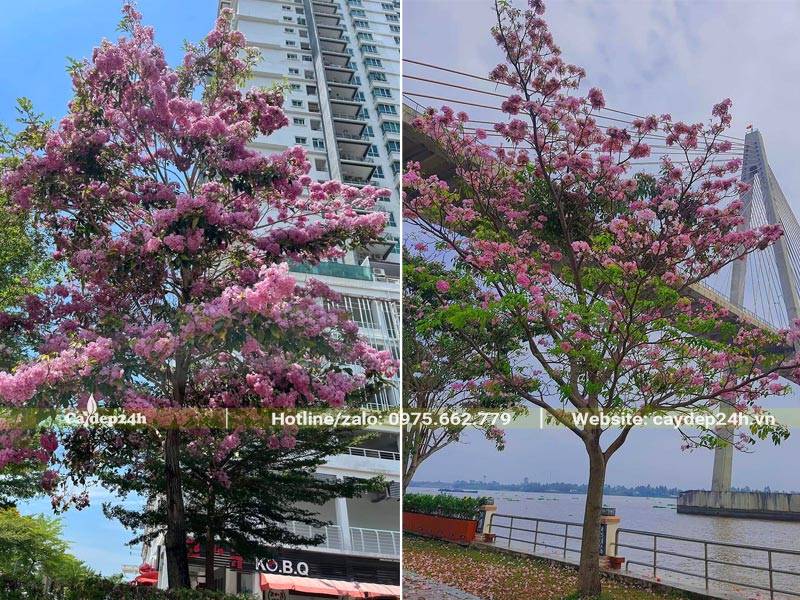 Cây hoa Kèn Hồng trồng trên vỉa hè, dọc các con đường lớn