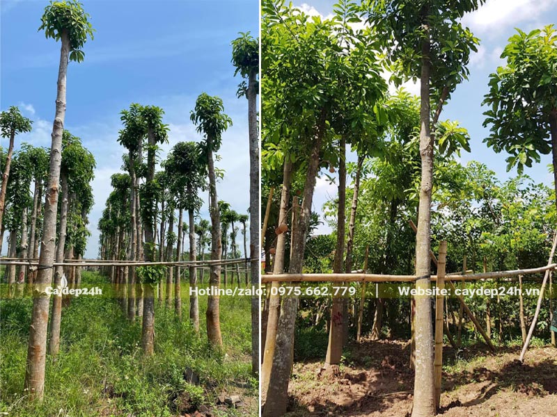 Sala dâm ủ được dựng theo từng hàng, có giàn đỡ bằng tre