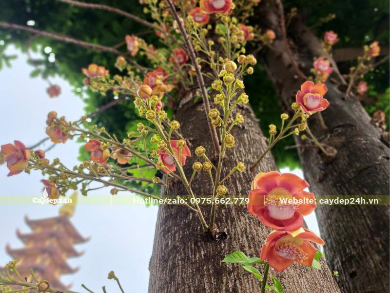 Cây công trình có hoa đẹp, độc đáo - Sala