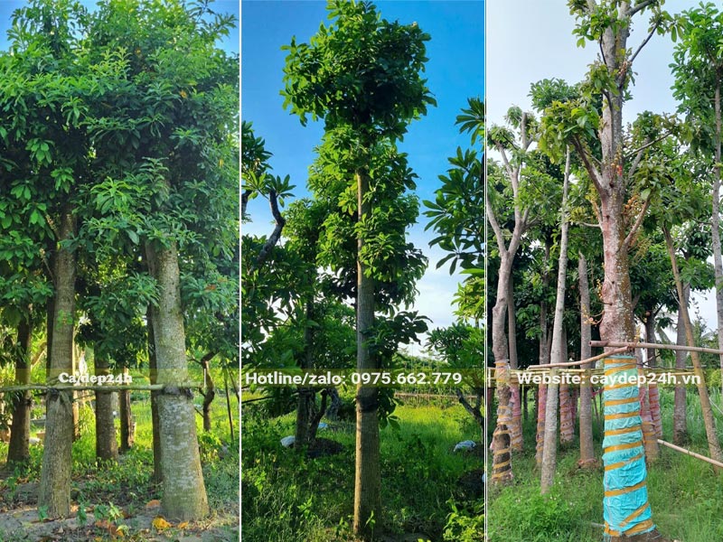 Vườn dâm ủ số lượng lớn cây Sala công trình đk gốc từ 15 - 40cm