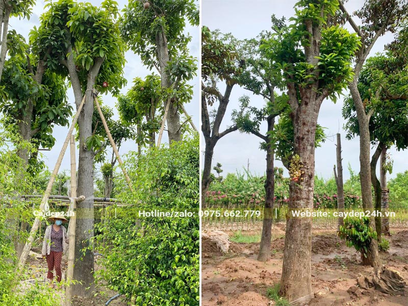 Sala đại thụ có đường kính gốc 30 - 40cm