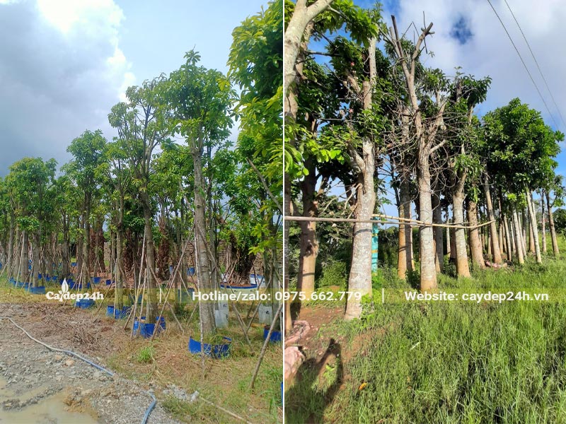 Dâm ủ cây Sa La tại vườn