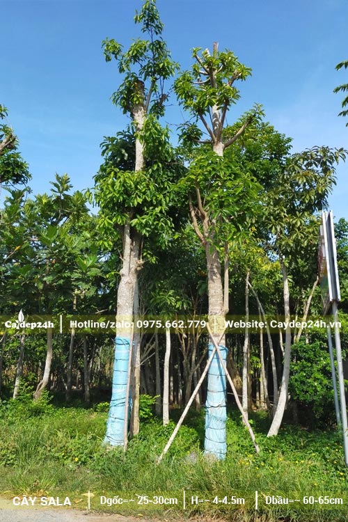 Thân cây Sala được cuốn bao tải để giữ ẩm tốt khi vừa mới giâm ủ