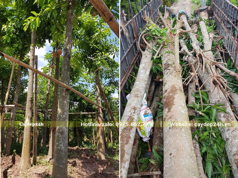 Chọn cây hoa Sala tận vườn, giao cây tận nơi cho khách hàng