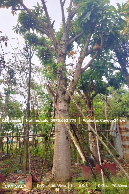 Nơi dâm ủ số lượng lớn cây Sala công trình đk gốc 30 - 40cm