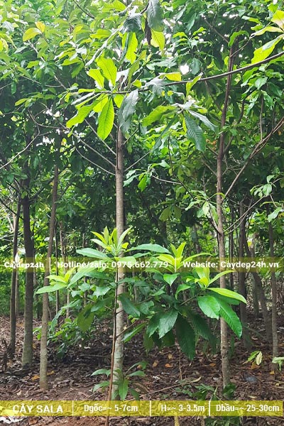 Cây loại nhỏ, được nhân giống và dưỡng trực tiếp tại nhà vườn