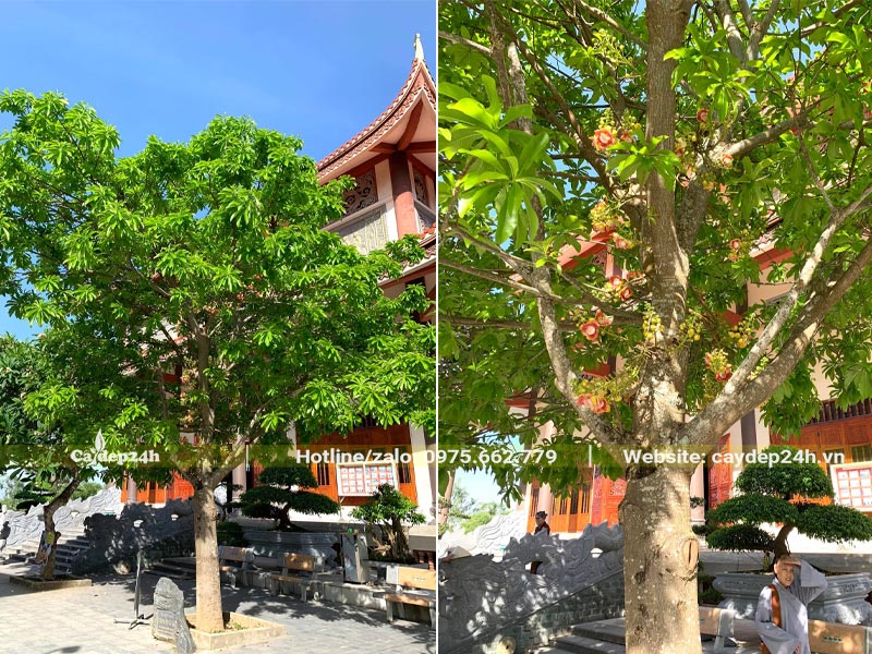 Cây Sala đang nở hoa, được trồng ở trước sân chùa