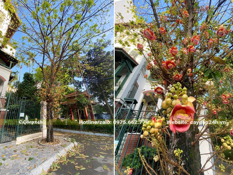 Cây Sala trồng trước biệt thự đang ra hoa