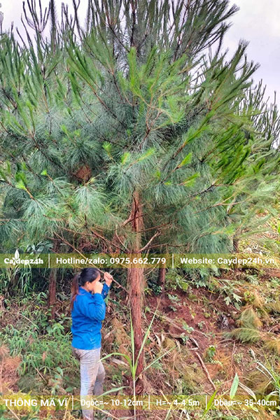 Cây Thông Hai Lá cao 5m, đường kính gốc 15cm