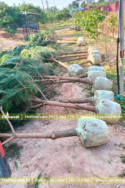 Thông Mã Vĩ trưởng thành, cao 2m