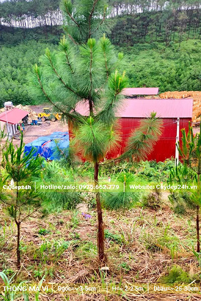 Cây Thông Đuôi Ngựa còn nhỏ, đường kính gốc 3 - 5cm