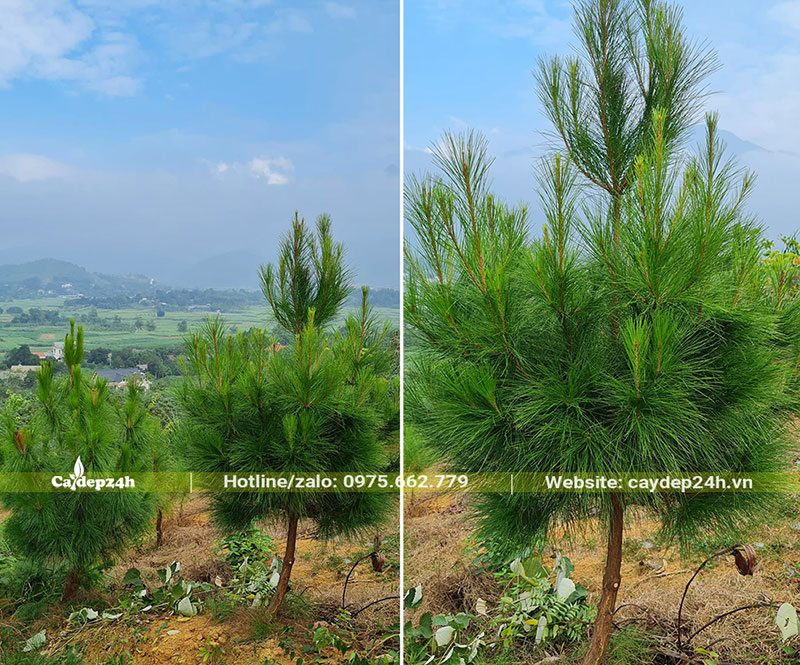 Rừng Thông Mã Vĩ với trồng 2 - 3 năm, đường kính gốc 4cm