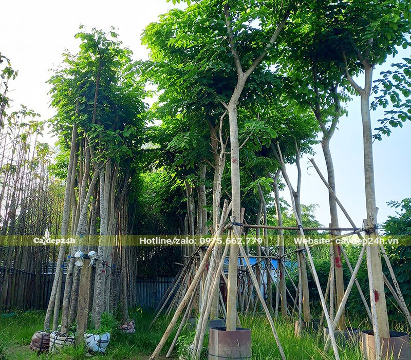 Vườn dâm ủ cây giáng hương đường kính gốc 5cm