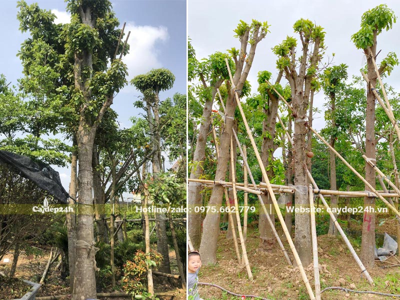 Vườn dâm ủ cây Sala cổ thụ, cao khoảng 4m, đường kính gốc 30cm