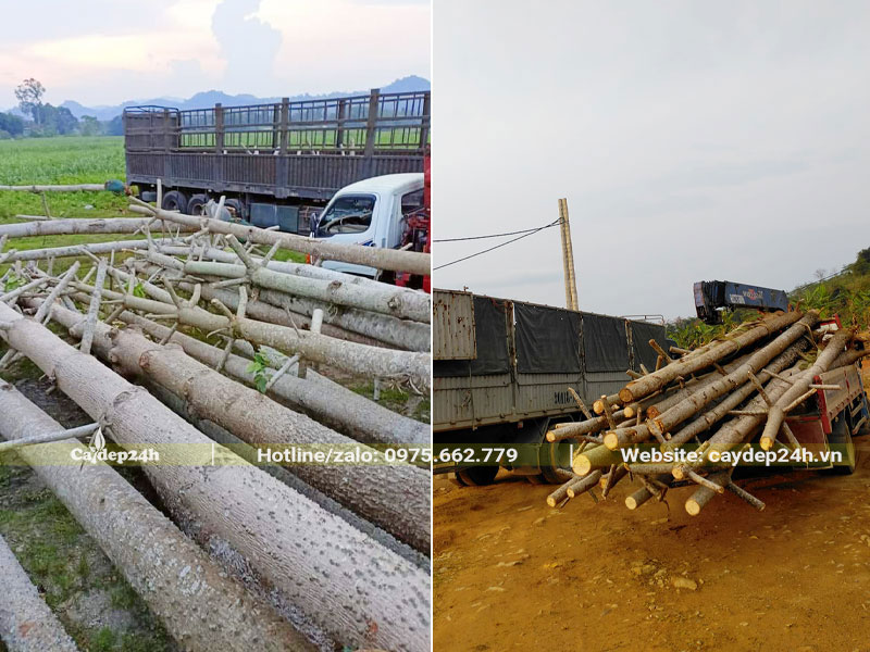 Hàng chục cây hoa Gạo đỏ lâu năm, đk gốc 20 - 25cm được xếp lên xe tải chuyển cho khách