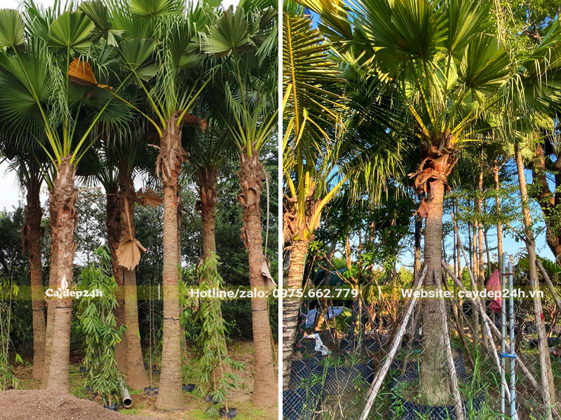 Vườn dâm ủ cây Cọ Trơn lâu năm lóng thân cao hơn 2m