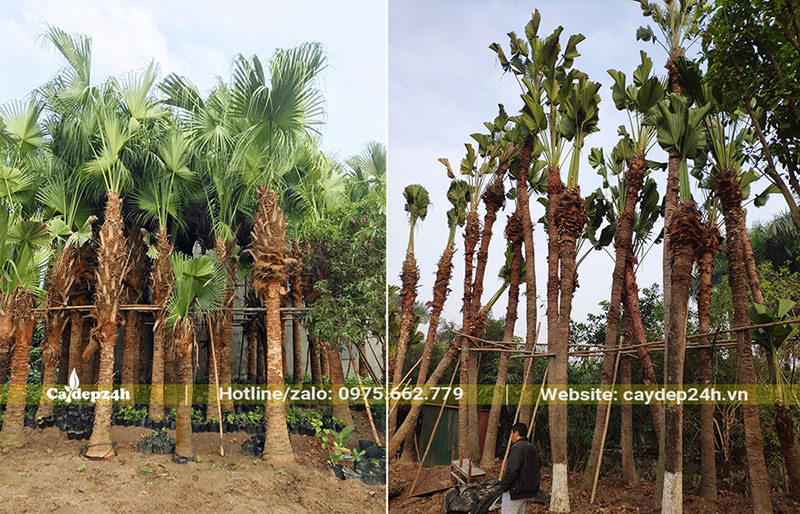 Cọ Trơn thân "khủng", lóng cao từ 2 - 4m