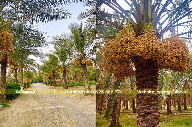 Hàng Chà Là Trung Đông vào mùa quả chín