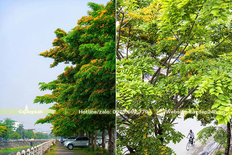 Những hàng Giáng Hương lâu năm đang vào mùa nở hoa