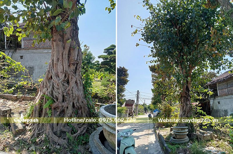 Hình ảnh thân cây Bồ Đề và những chiếc rễ liền thân
