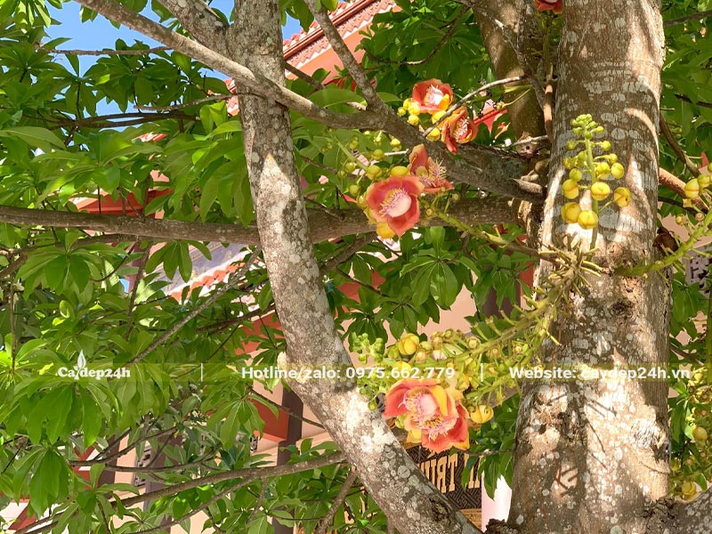 Một góc của cây Tha la cổ thụ