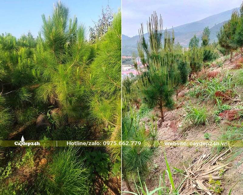 Tán cây Thông mã Vĩ hình chóp, thân gỗ có vỏ ngoài màu nâu đỏ