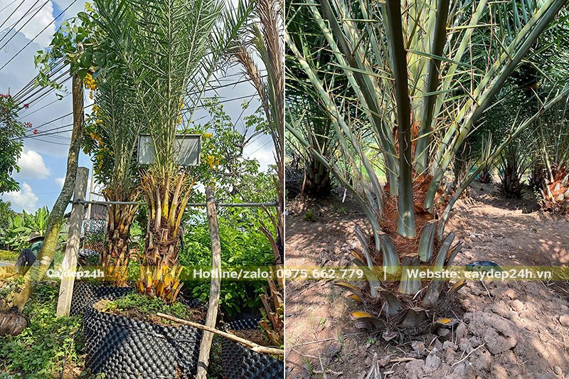 Cây Chà Là Trung Đông lóng cao 40 - 50cm