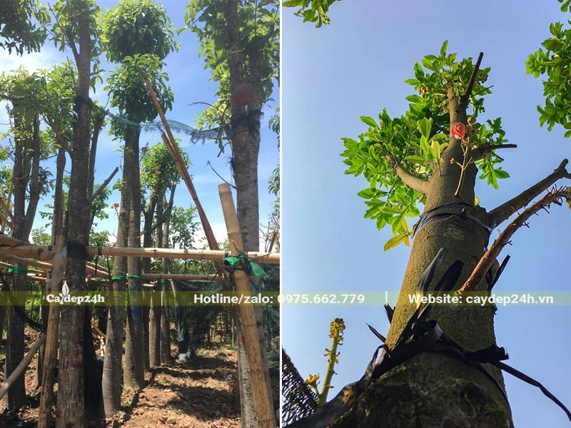 Bán cây Sa La công trình đk 35cm, cao 4 - 6m