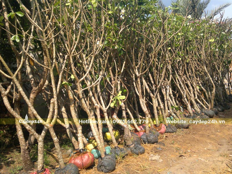 Số lượng lớn cây hoa Đại trắng giâm cành