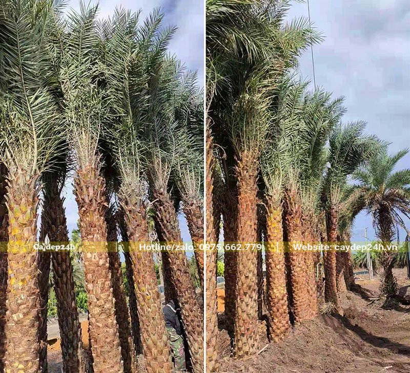 Dâm ủ cây Chà Là bằng cát