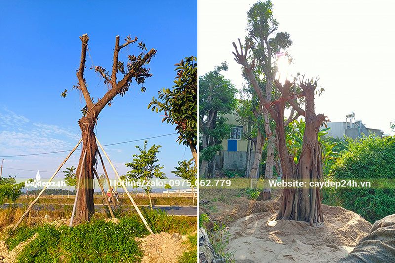 Đa Búp Đỏ cao lớn, kích thước đa dạng, đều mới dâm ủ không lâu