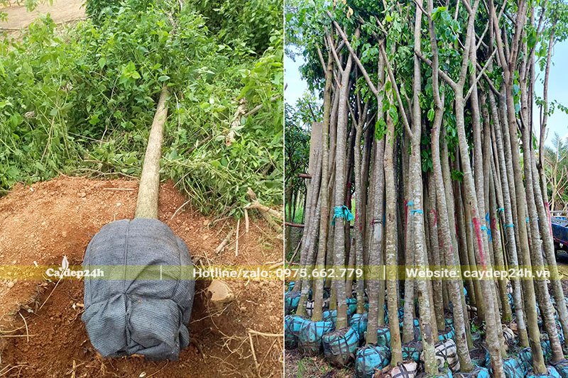 Đánh bầu và tập kết cây Giáng Hương công trình loại nhỏ