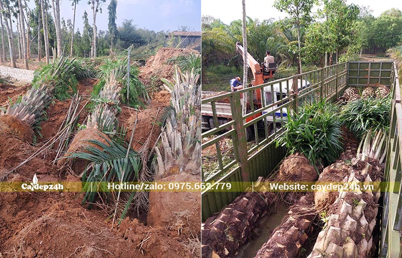 Đánh bầu cây Cọ Dầu công trình và chuyển đến tận công trình