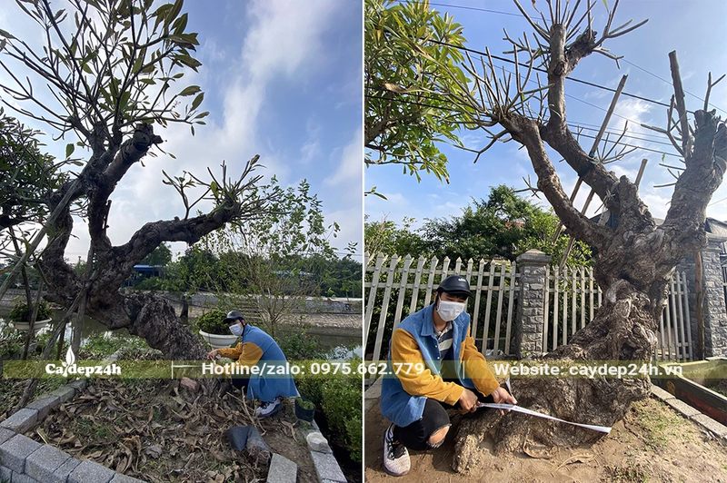 Đại cổ thụ, gốc lớn với đk lên đến 40cm