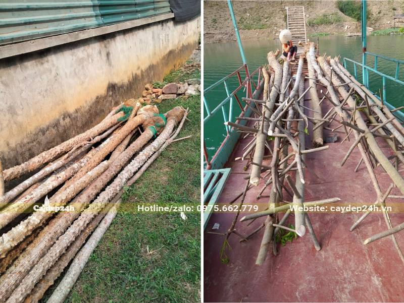 Tập kết số lượng lớn cây hoa Gạo đk gốc 10cm để giao cho khách