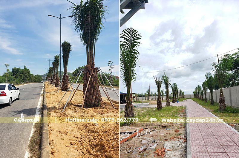 Trồng Cọ Dầu công trình tại khu đô thị mới