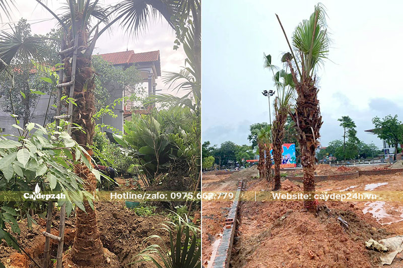 Bứng bầu và chuyển cây đến trồng ở khu sinh thái