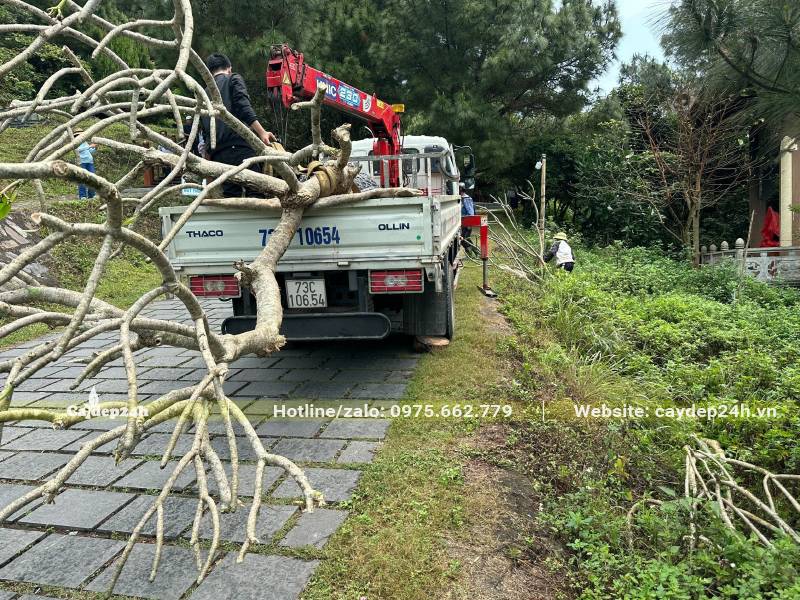 Xe tải chuyển từng cây Đại kích thước lớn đến hố trồng