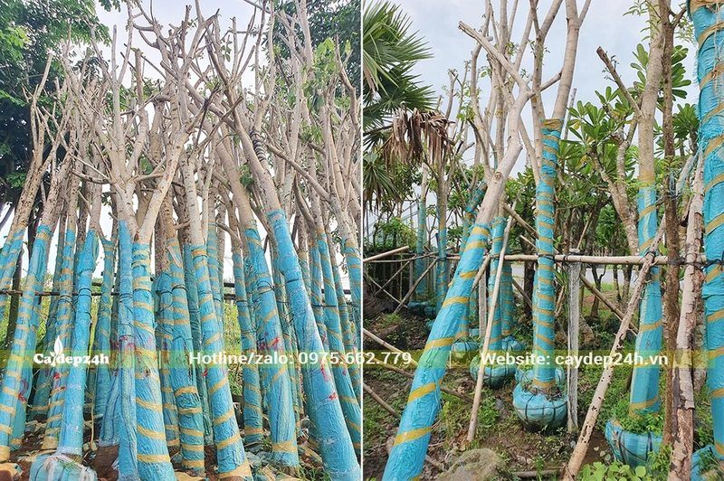 Chuẩn bị dâm ủ số lượng lớn cây Kèn Hồng công trình, đk gốc từ 15 - 20cm