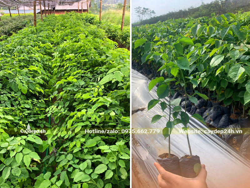 Vườn nhân giống cây Giáng Hương