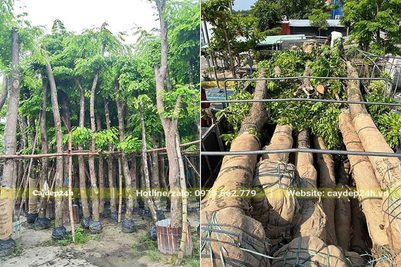 Giáng Hương Huyết đường kính từ 20cm trở lên