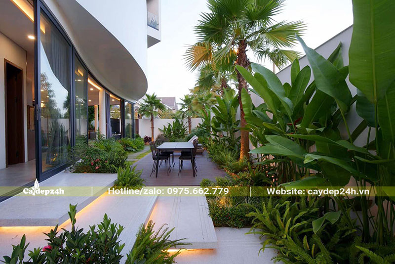 Thiết kế và trồng cây Cọ Trơn trong sân vườn